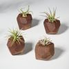 GEORGIA Walnut Air Plant Holder | Planter in Vases & Vessels by Untitled_Co