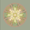 Botanical mandala #3 | Photography by Louise O'Gorman