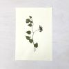 Vintage Pressed Botanical #29 | Pressing in Art & Wall Decor by Farmhaus + Co.