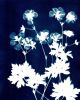 Geranium Rozanne Two | Paintings by Kathy Ferguson Art