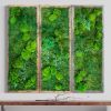 Living Wall Decor Plant Wall Art Moss and Fern Sculpture | Wall Sculpture in Wall Hangings by Sarah Montgomery