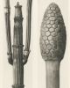 Set of 9 botanical prints by Karl Blossfeldt | Photography by Capricorn Press. Item made of paper works with boho & minimalism style