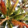 Palms II | Photography by Neon Dunes by Lily Keller