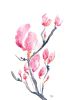 Japanese Magnolia | Prints by Brazen Edwards Artist. Item composed of canvas and paper