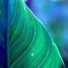 Verdant Flow — Abstract Botanical Photography Print | Photography by Ava Bock Art
