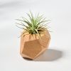 GEORGIA Red Oak Air Plant Holder | Planter in Vases & Vessels by Untitled_Co