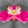 Steamy Peony - 7 Versions | Photography by Joanie Landau