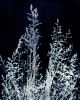Ornamental Grass Eight | Prints in Paintings by Kathy Ferguson Art