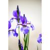 Photograph • Flowers, Purple Iris, Garden, Nature Photograph | Photography by Honeycomb. Item composed of metal and paper in minimalism style