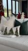 Noel Lumbar Pillow Cover | Pillows by Busa Designs
