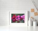 Photograph • Pink Ranunculus, Floral, Macro | Prints by Honeycomb. Item composed of metal and paper