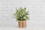 6" First Diamond + Basket | Planter in Vases & Vessels by NEEPA HUT. Item composed of wood