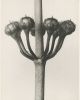 Set of 9 botanical prints by Karl Blossfeldt | Photography by Capricorn Press. Item made of paper works with boho & minimalism style