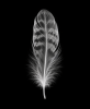 EXPOSED AUTUMN — FEATHER | Decorative Objects by Exposedart