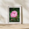 Photograph • Pink Florals, Peony, Garden, Nature Photograph | Photography by Honeycomb. Item made of metal with paper