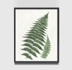 Botanical Print Set of 3, Fern Print Set, Set of Fern Prints | Prints by Capricorn Press. Item composed of paper in boho or minimalism style
