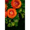 Photograph • Ranunculus, Orange Florals, Garden, Flowers | Photography by Honeycomb. Item made of metal with paper