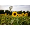 Photograph • Sunflower Fields, Nature, Flowers, Landscape | Photography by Honeycomb. Item made of metal with paper