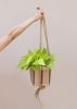 6" Neon Pothos + Hanging Planter Basket | Plant Hanger in Plants & Landscape by NEEPA HUT. Item composed of wood and fiber