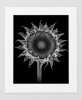 EXPOSED AUTUMN — DRIED SUNFLOWER | Decorative Objects by Exposedart