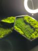 Honeycomb Hexagon Moss Wall Art | Wall Hangings by Moss Art Installations