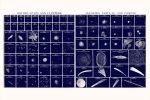 Vintage scientific astronomy print with Spiral Nebula, Comet | Prints by Capricorn Press. Item composed of paper in boho or minimalism style