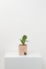 Small Archie Planter | Vases & Vessels by Capra Designs