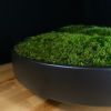 Moss Bowl Centerpiece | Decorative Bowl in Decorative Objects by Moss Art Installations