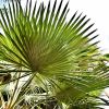 Palms V | Photography by Neon Dunes by Lily Keller