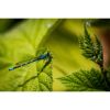 Photograph • Damselfly, Nature Photography, Green, Insect | Photography by Honeycomb. Item made of metal with paper