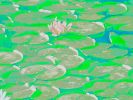 The Waterlilies | Photography by Louise O'Gorman