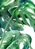 Monstera | Prints by Brazen Edwards Artist. Item made of canvas & paper