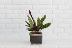 6" Rattlesnake + Planter Basket | Vases & Vessels by NEEPA HUT