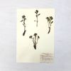 Vintage Pressed Botanical #33 | Pressing in Art & Wall Decor by Farmhaus + Co.