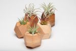 GEORGIA Bundle Set of Five Geometric Wood Air Plant Holder | Living Wall in Plants & Landscape by Untitled_Co