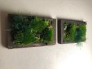 Framed Moss Wall Art Set Botanical Living Walls Sculpture | Plants & Landscape by Sarah Montgomery