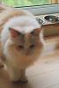 Cat Feeding Station | Bowl in Dinnerware by ROOM-3. Item made of wood with synthetic