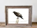 Raven's Call | Prints by Brazen Edwards Artist. Item composed of canvas and paper