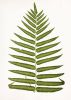 Fern Print Set, Fern Prints set of 12, set of 12 fern prints | Prints by Capricorn Press. Item made of paper compatible with boho and country & farmhouse style
