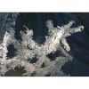 Alan Mizrahi IB1350 Ice Branch | Chandeliers by Alan Mizrahi Lighting Design
