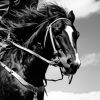 Wild Man - Vertical | Prints by Western Mavrik