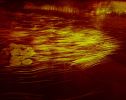 Pond Lilies 12x 42inches | Photography by Eric Farache Artist