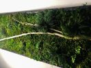 Statement Wall Art, Green Moss Wall Art Real Large Plant | Living Wall in Plants & Landscape by Sarah Montgomery