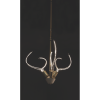Alan Mizrahi IQ8137 Antler's Horn | Chandeliers by Alan Mizrahi Lighting Design