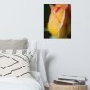 Floral Wall Art: Dew on Yellow Rose Botanical Nature Photo | Photography by PIPA Designs