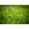 Photograph • Grass, Raindrops, Macro Photography | Photography by Honeycomb. Item composed of metal and paper