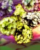 Chromic Hydrangeas | Photography by Joanie Landau