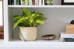 6" Neon Pothos + Planter Basket | Plant Hanger in Plants & Landscape by NEEPA HUT. Item made of wood