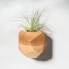 GEORGIA Maple Air Plant Holder | Planter in Vases & Vessels by Untitled_Co