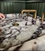Hand Carved Calacatta Gold Marble Sink: Custom Vessel Basin | Water Fixtures by AEGEAN MARBLE ARTISAN ATELIER